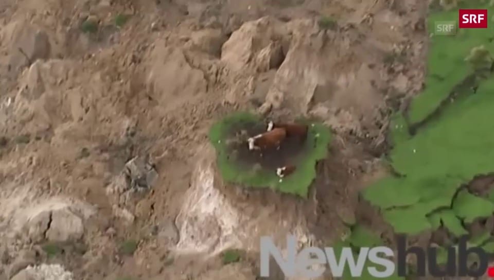 Kühe vom Erdbeben verschont