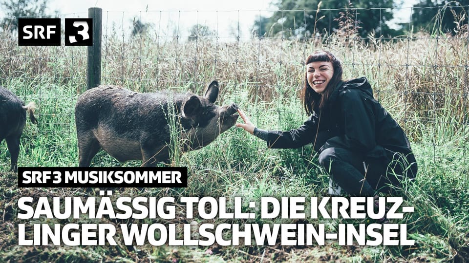 Saumässig toll: die Kreuzlinger Wollschwein-Insel | SRF 3 Musiksommer