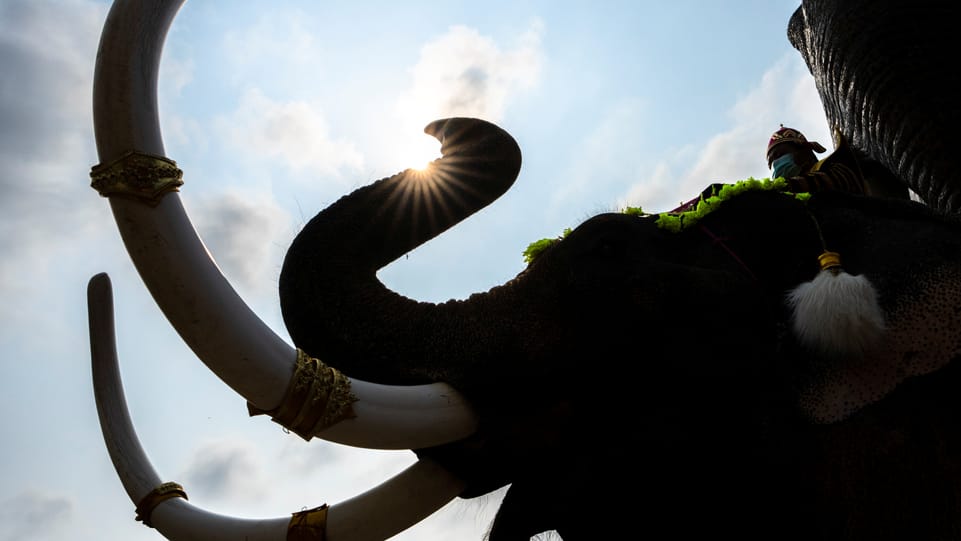 Schweizer Elefantenparkbetreiber wird Visum entzogen