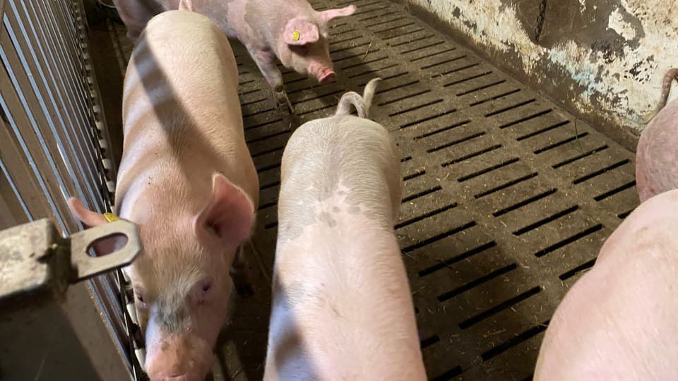 Hof Ehrenbolgen: Wie die Schweine einen Stall mit Pool und Auslauf erhalten sollen