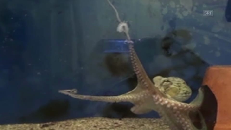 Ein Oktopus greift sich den Arm eines anderen Tiers