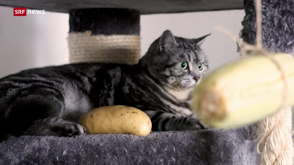 Veganes Katzenfutter: Gesund oder Tierquälerei?