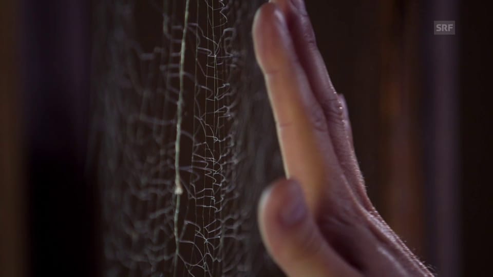Wie werden Spinnennetze zur tödlichen Falle?
