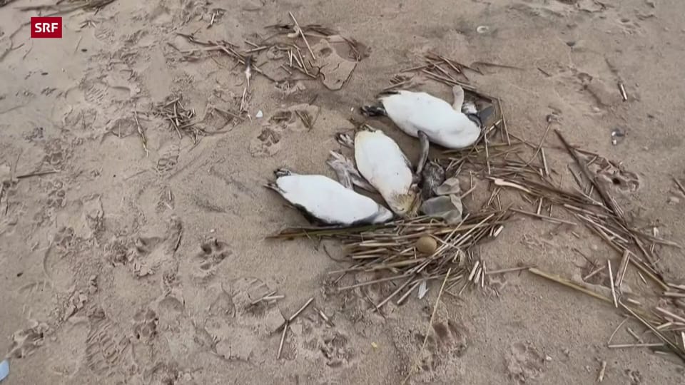 Tote Pinguine in Uruguay