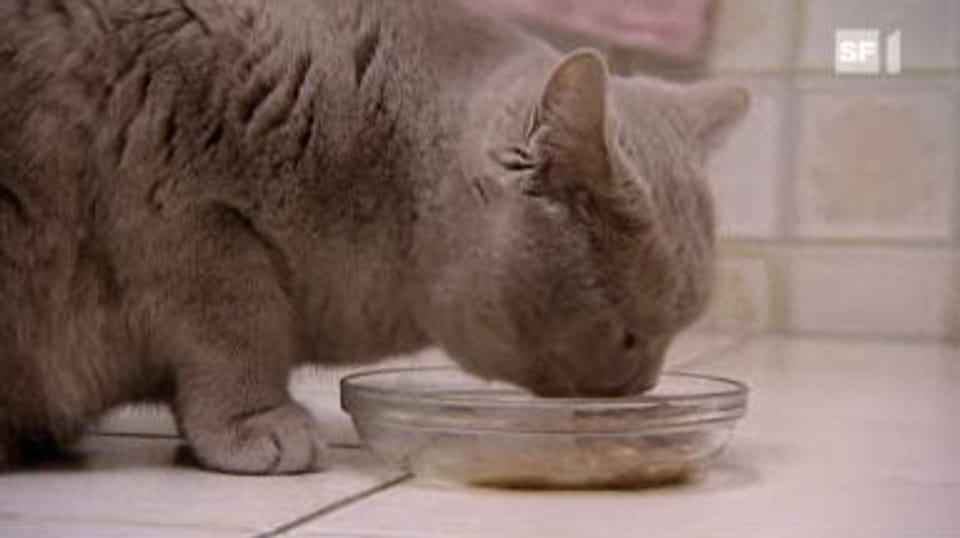 Überteuertes Tierfutter: Viel Geld für die Katz