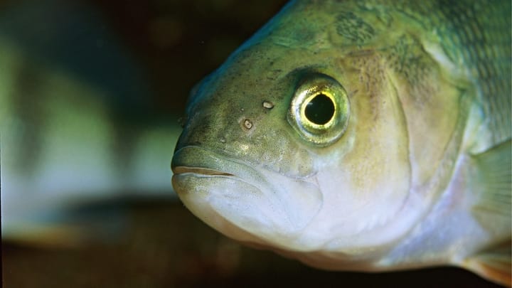 Bald können Fische am Wohlensee-Staudamm Lift fahren