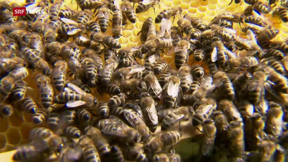 Honigmangel in der Schweiz