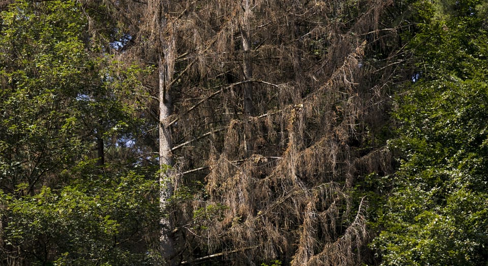 Der Schweizer Wald leidet unter Wetterextremen Der Schweizer Wald leidet unter Wetterextremen