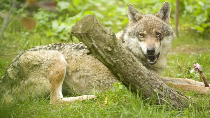 Aus dem Archiv: vier Wolfsrudel leben im Kanton Graubünden.