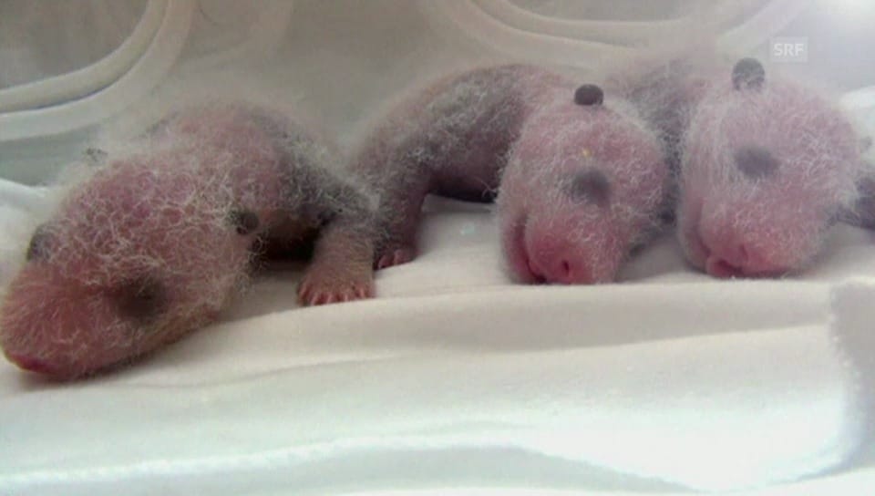 Geburt von Panda-Drillingen