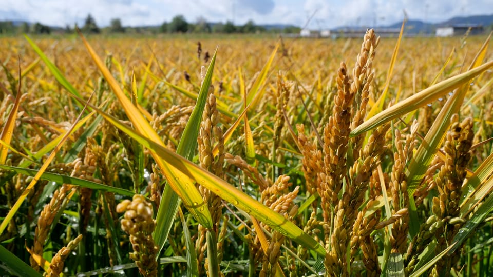 Das Reisfeld als Biotop für seltene Tiere und Pflanzen