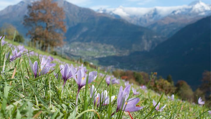 Immer mehr Safran blüht in der Schweiz