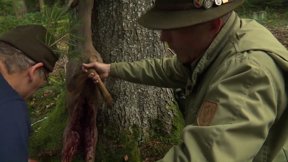 Krach im Wald: Förster gegen Jäger