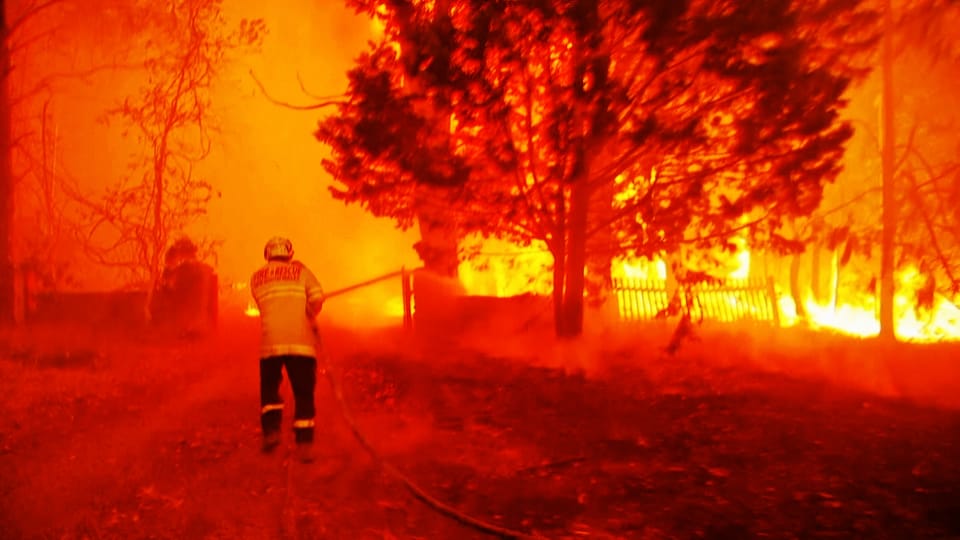 Die verheerenden Folgen der Waldbrände