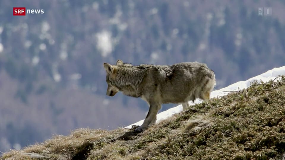 Graubünden und Wallis ziehen Bilanz zu Wolfsabschüssen