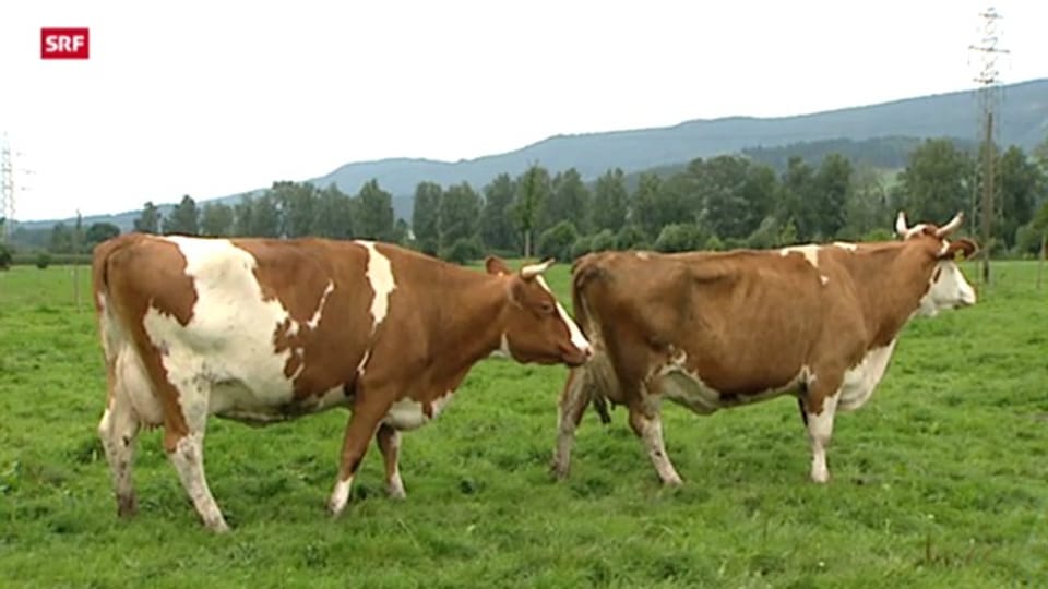 Rindertuberkulose in der Schweiz aufgetaucht