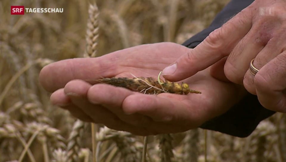 Getreidebauern beklagen Weizenauswuchs