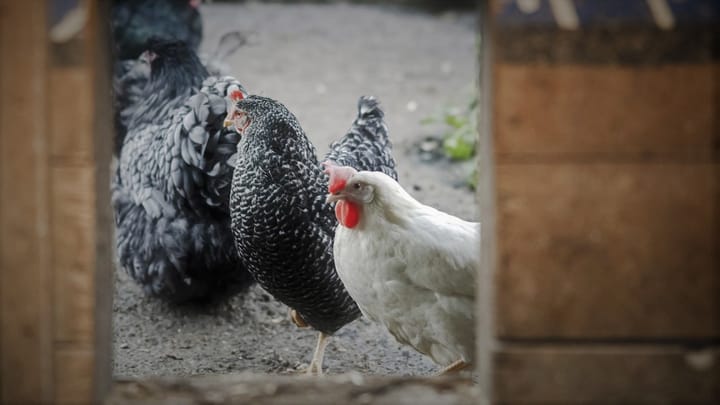 Archiv: Geflügelbranche äussert sich zu Vogelgrippe-Fällen