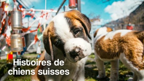 Histoires de chiens suisses