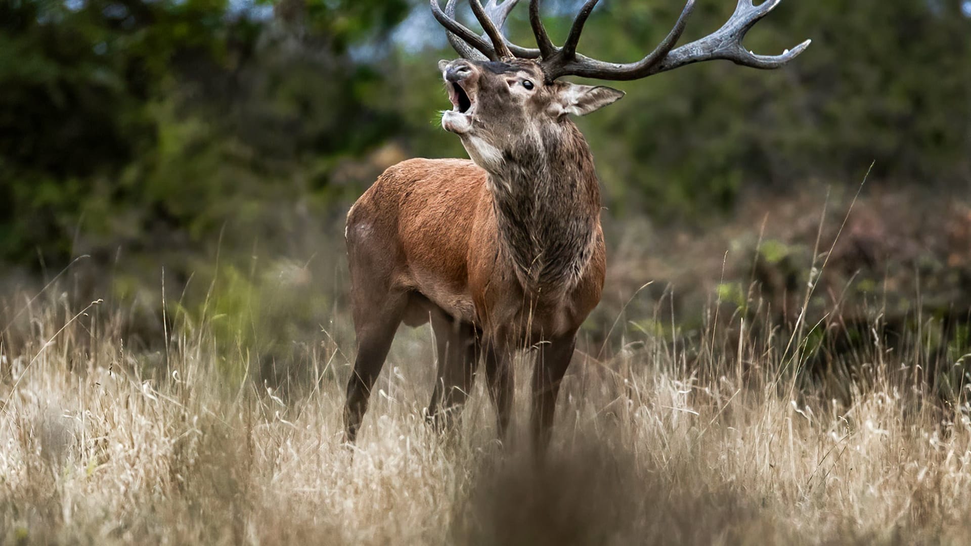 DOK Der Hirsch Stolzer König des Waldes Play SRF