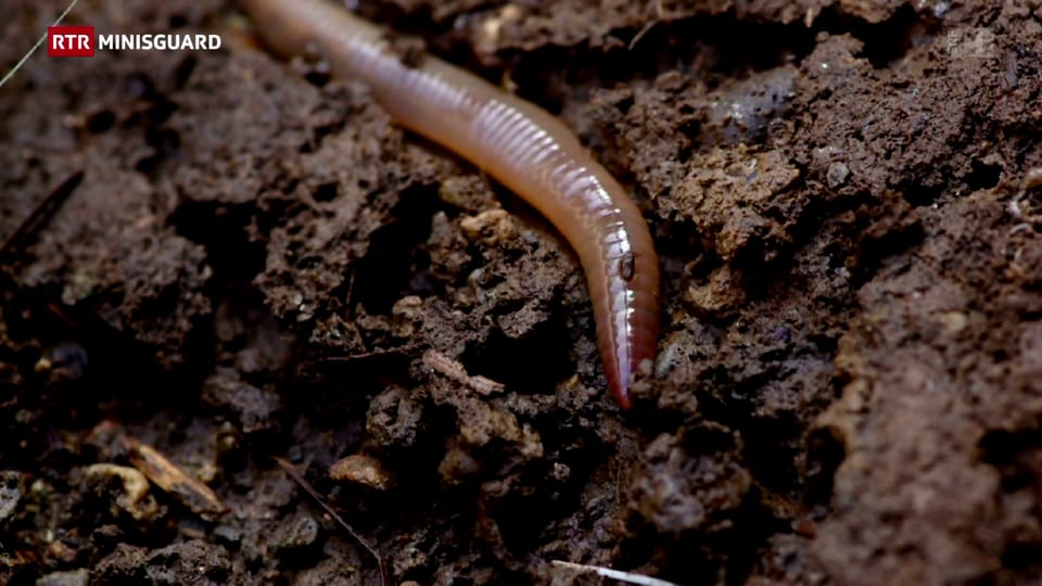 Verms Insect Verms da plievgia: Tge ch'els san tut far? - Minisguard - Play RTR
