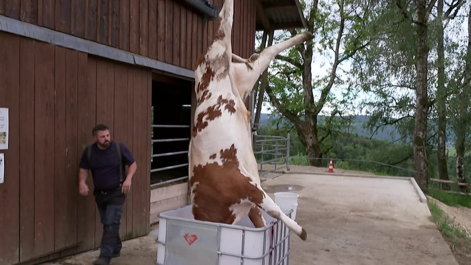 Schlacht-Reportage – Rind Lori streicheln, töten und grillieren ...