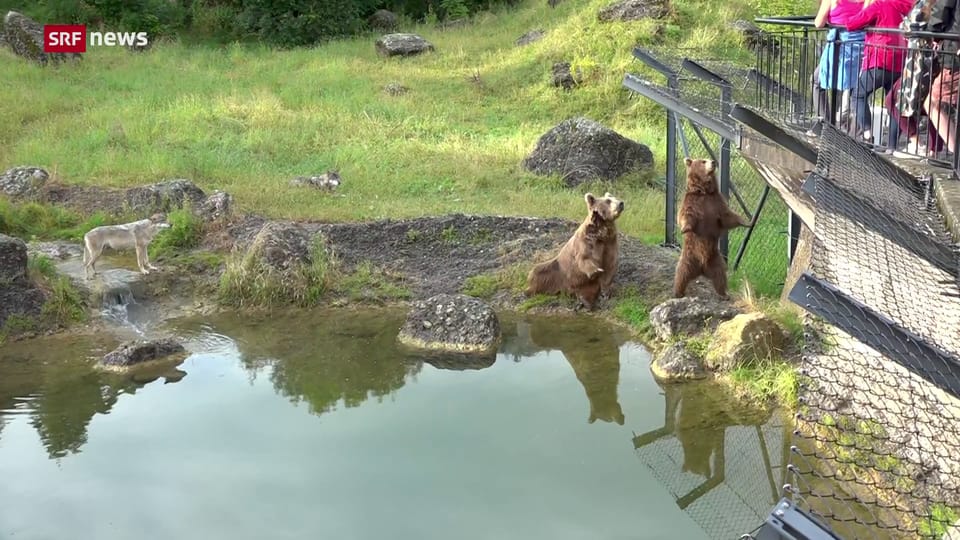 100 Jahre Tierpark Goldau SZ Schweiz Aktuell Play SRF 100-jahre-tierpark-goldau-sz-schweiz-aktuell-play-srf
