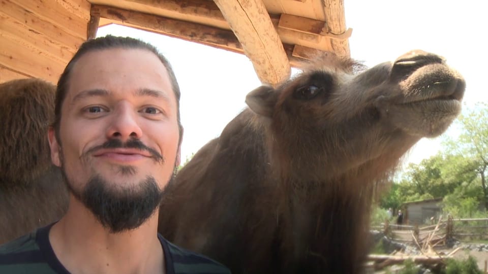 Pätagei Das Kamel (11) Play SRF