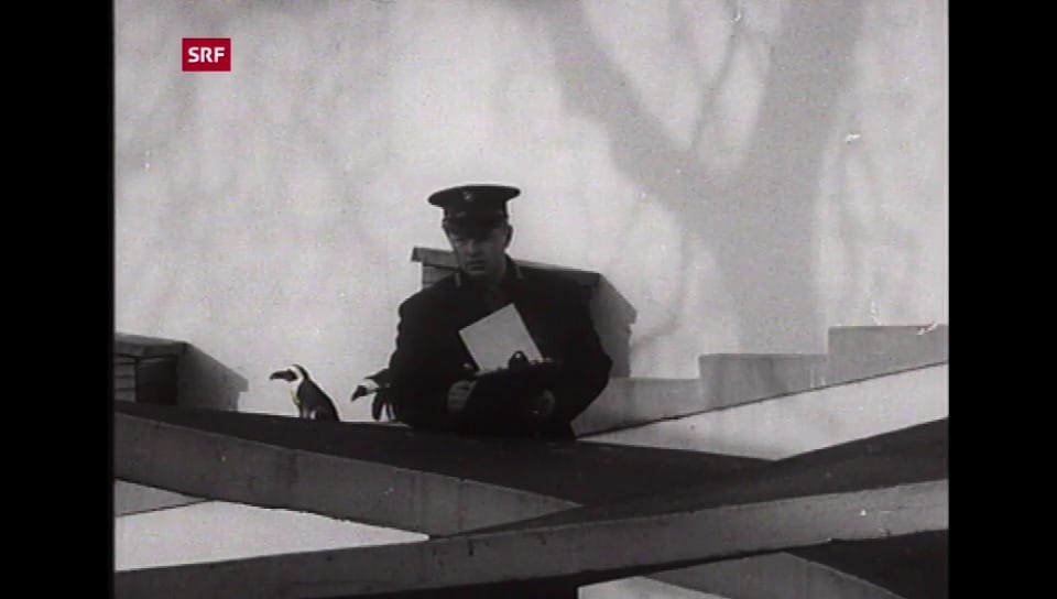 Tagesschau vor 25 Jahren Zoo Inventur Play SRF