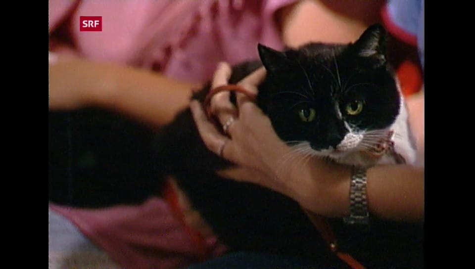 Karussell Heidi Abel sucht Plätze für Tiere Play SRF