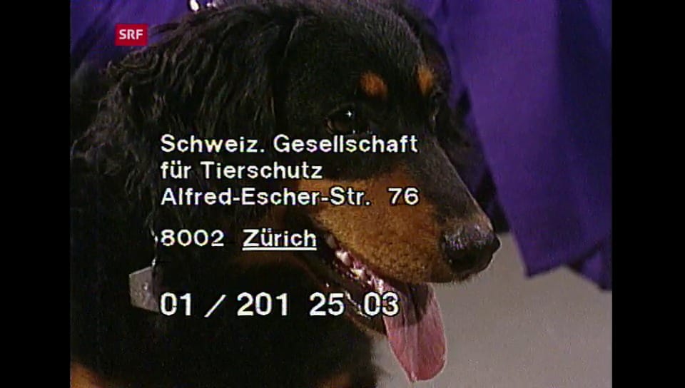 Karussell Heidi Abel sucht Plätze für Tiere Play SRF