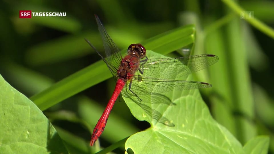 Tagesschau Rund 160 Subventionen schaden der Biodiversität in der
