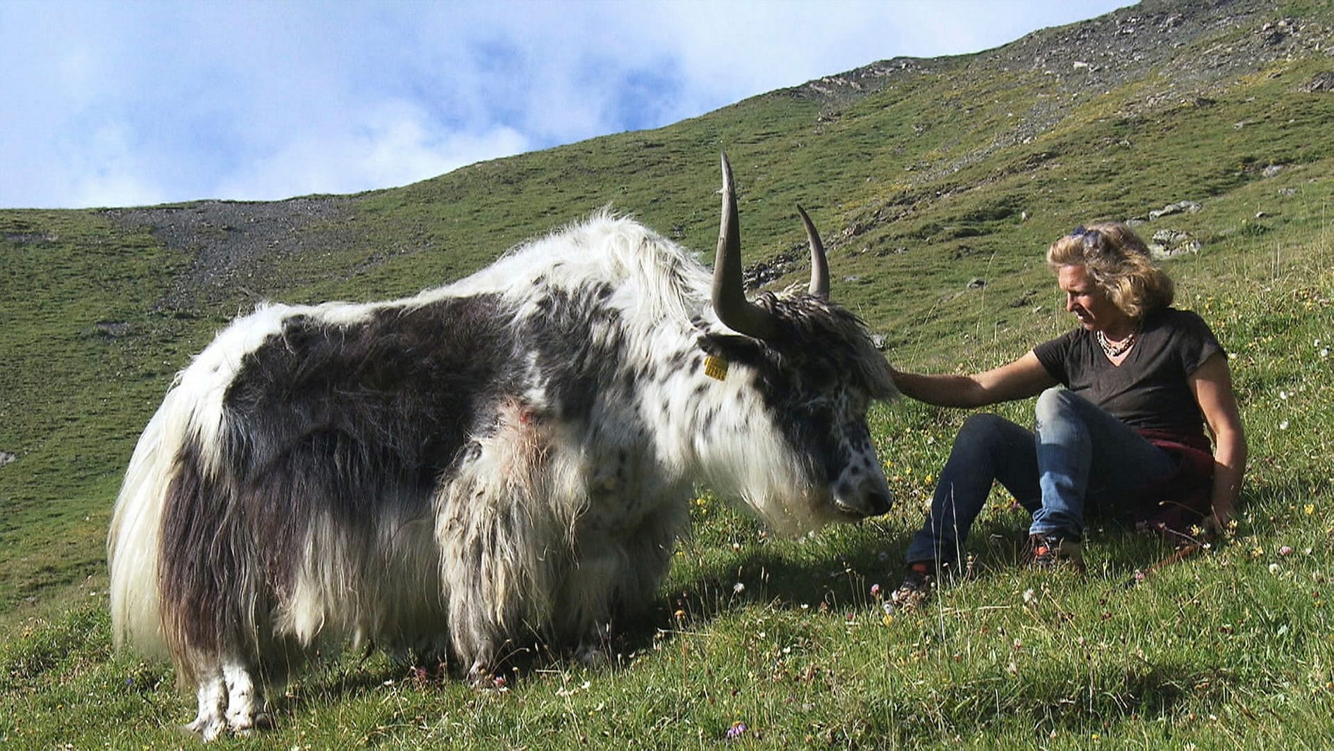 Passe moi les jumelles Blickpunkt Auf der Spur der Yak / Käse vom