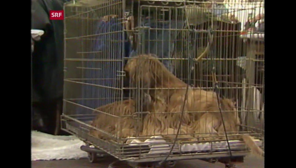 Karussell - Hundeausstellung in Basel - Play SRF