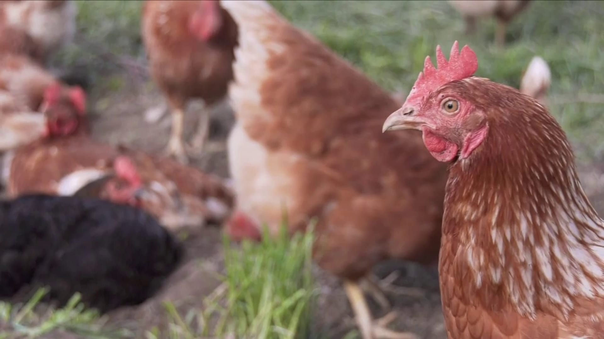 SRF News - Ein neues Zuhause für ausgediente Legehühner - Play SRF