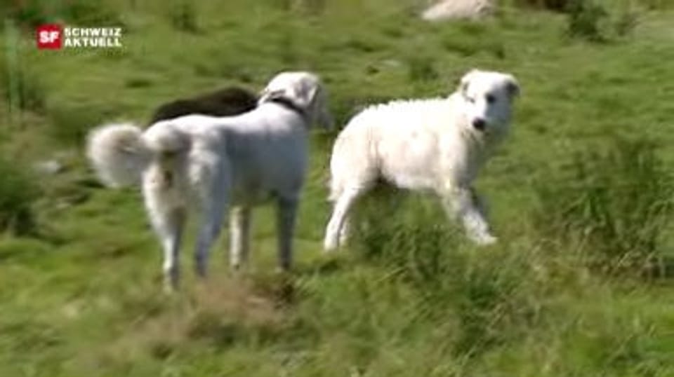 Schweiz aktuell - Herdenschutzhunde helfen, Schafe vor dem Wolf zu ...