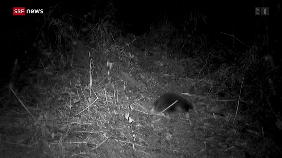 Tagesschau - Indonesien: Der ausgestorben geglaubte Langschnabeligel ...