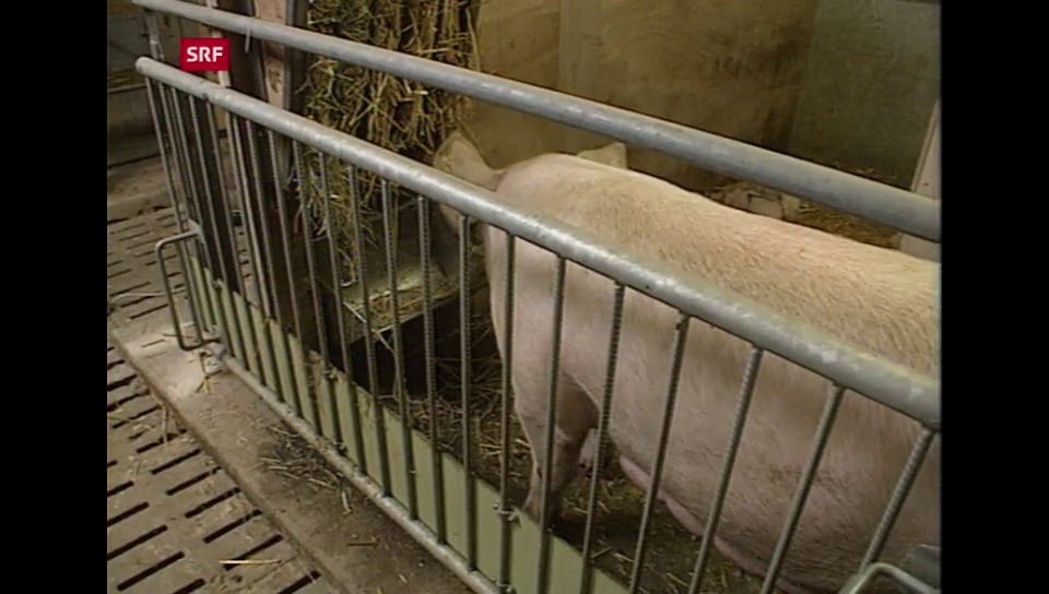 MTW - Muttersau-Haltung - Play SRF