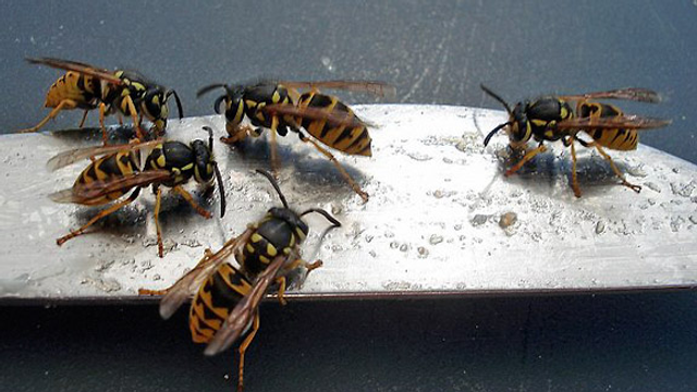 Warum sind Wespen so scharf auf unser Essen?