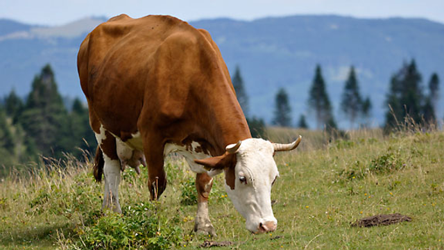Können Milchkühe von Gras allein leben?