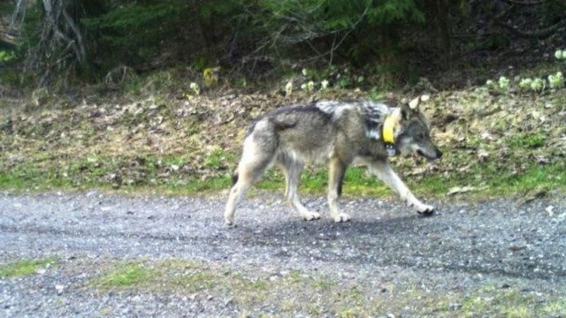 Luf M237: Da Mustér en l'Ungaria