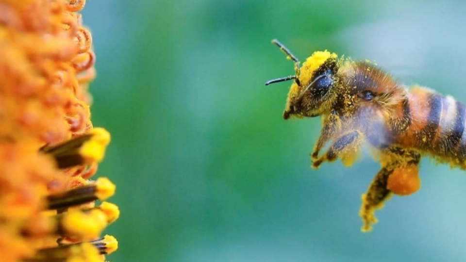 Situaziun da l'apicultura suenter plievgia