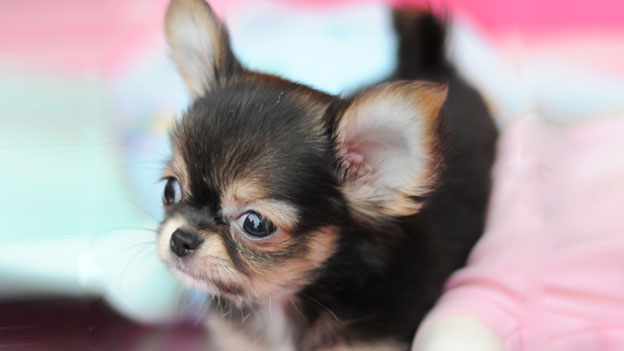 Konsum Fiese Abzocke Mit Fiktiven Tierinseraten Kassensturz