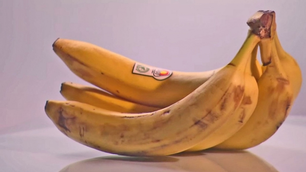 Aggressiver Pilz Der Schleichende Tod Der Banane News Srf