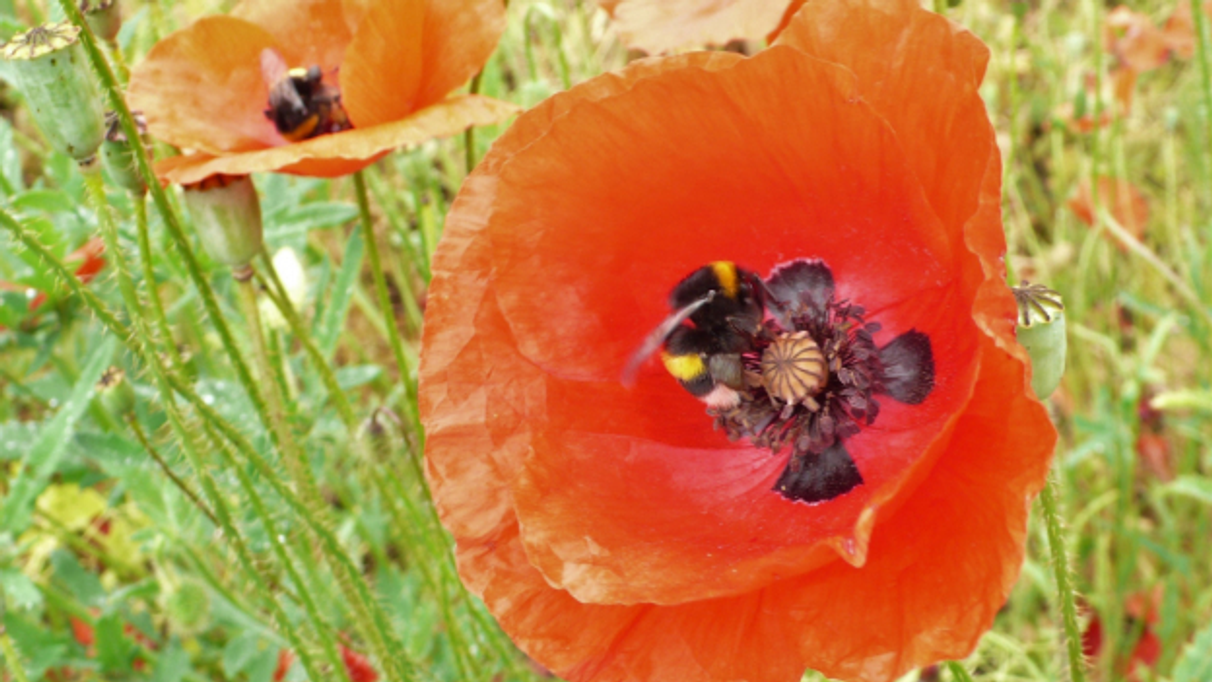 Was Sind Browser Erweiterungen Und Welche Sind Nutzlich Radio Play Srf Honey badger is a canadian silver company headquartered in toronto, canada, which is the owner of the dominant land position covering 16,800 hectares in ontario's prolific historic thunder bay silver district. was sind browser erweiterungen und