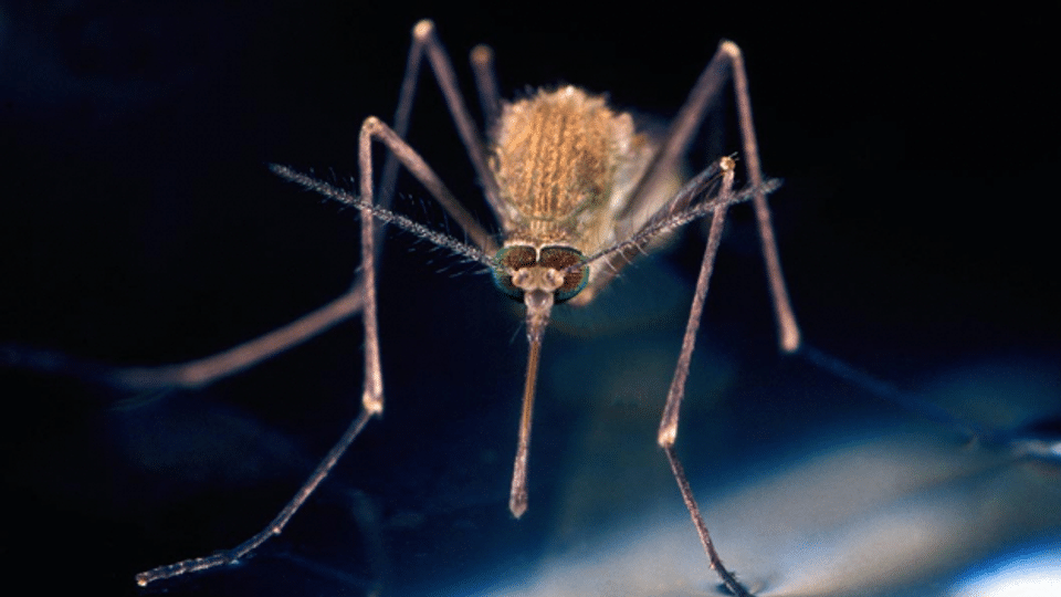 Stechmücken-ABC: Was vor den Blutsaugern schützt