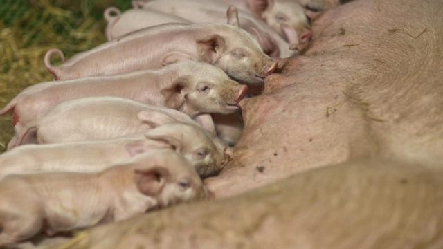 Archiv: Schweinezucht verzichtet auf Stutenblut