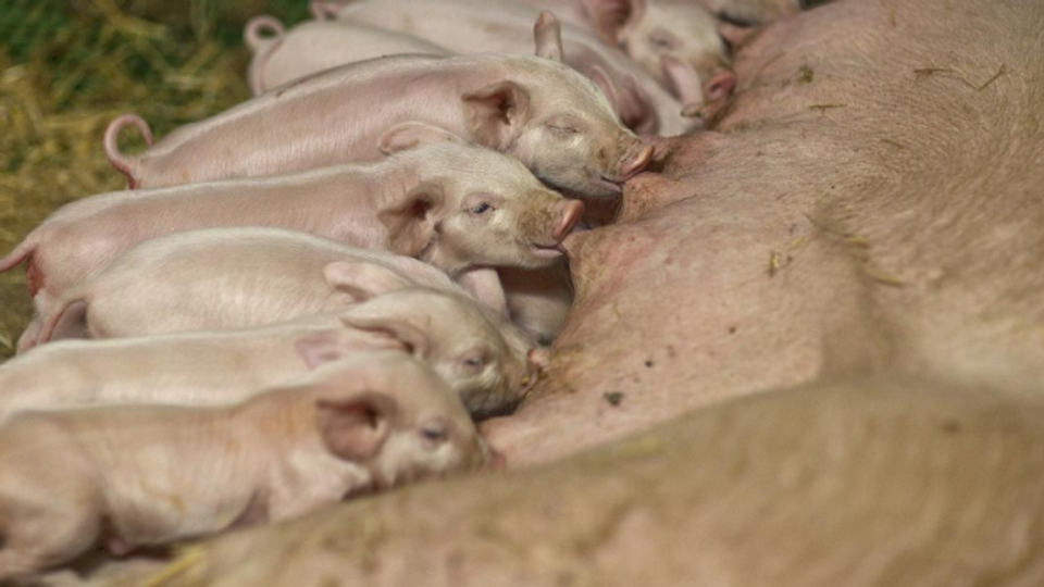 Stuten sollen für Schweizer Schweinezucht nicht mehr leiden