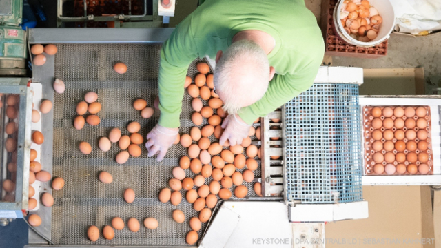 Archiv: Schweizer Eierproduzenten sind «besorgt, aber nicht in Panik»