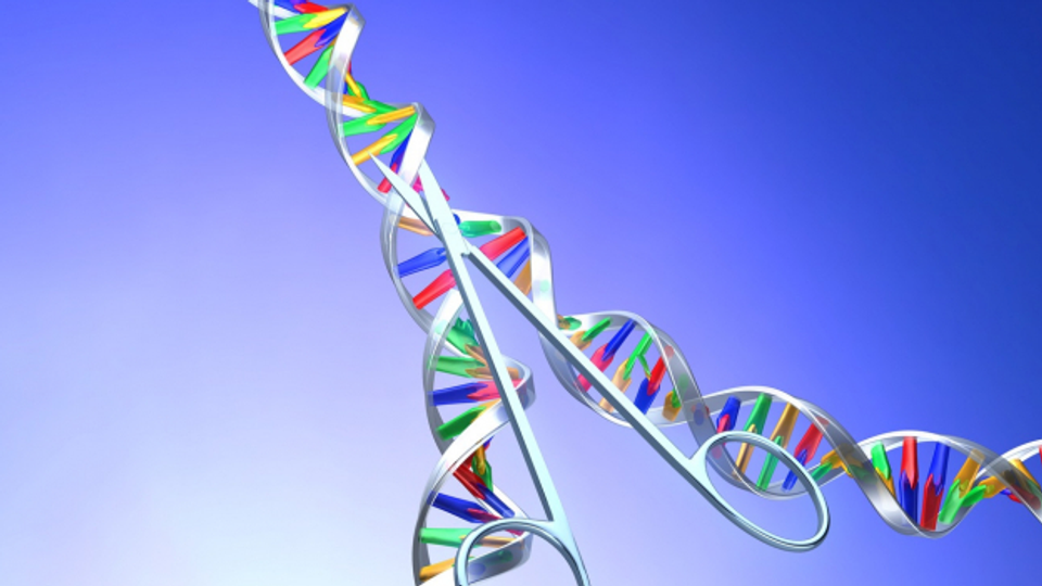 Genome Editing: Rumschnippeln am Genom
